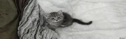 Russian Blue cats for sale: BEAUTIFUL RUSSIAN BLUE KITTENS 8 WEEKS OLD - Advert 1