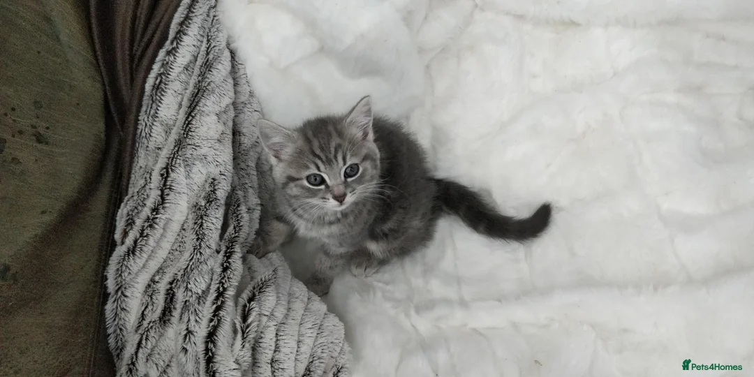 Russian Blue cats for sale: BEAUTIFUL RUSSIAN BLUE KITTENS 8 WEEKS OLD - Advert 1