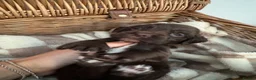 Mixed Breed dogs for sale: Exceptional Chocolate Working Sprocker Puppies - Advert 7