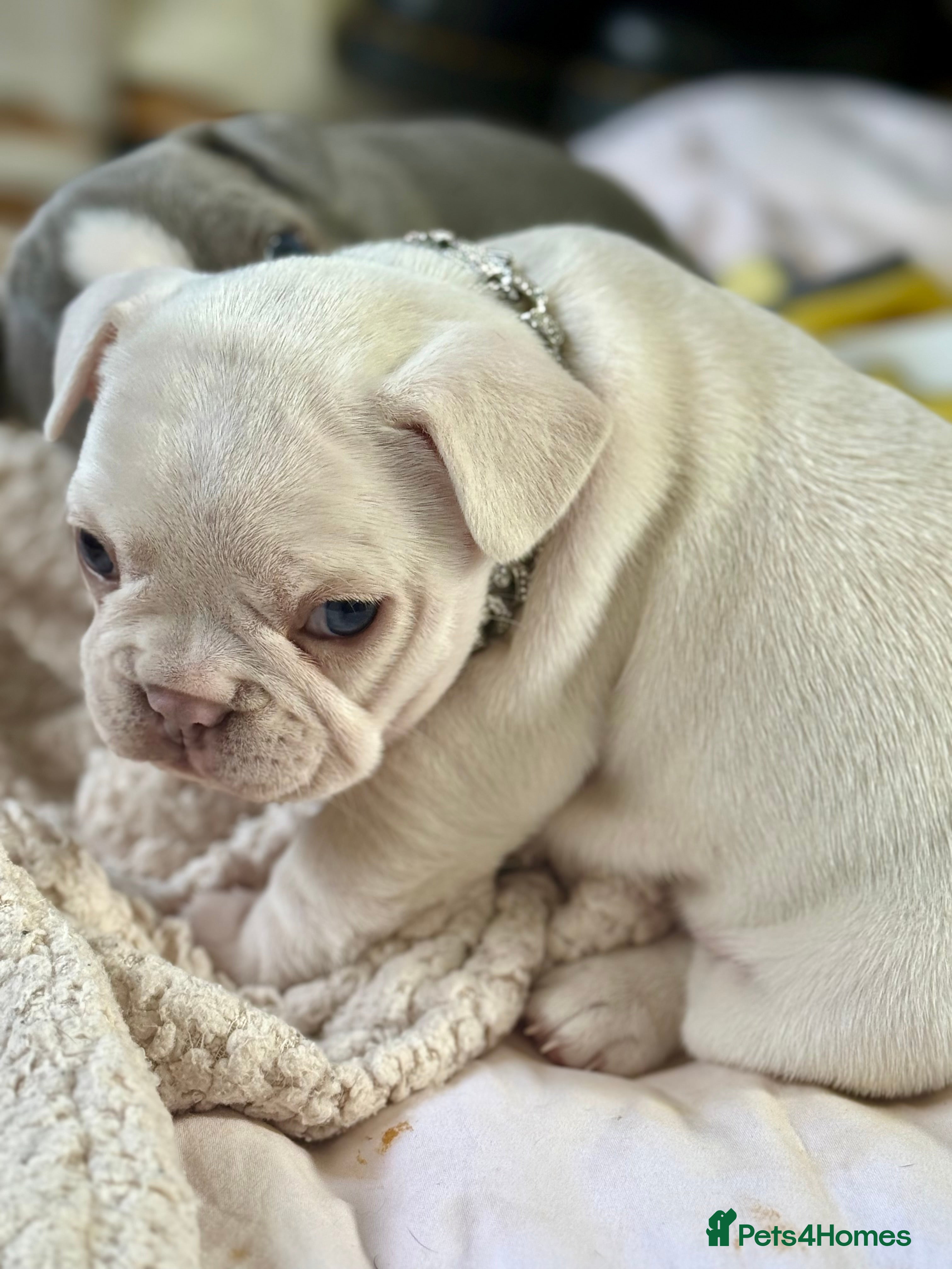 mini bulldog toy
