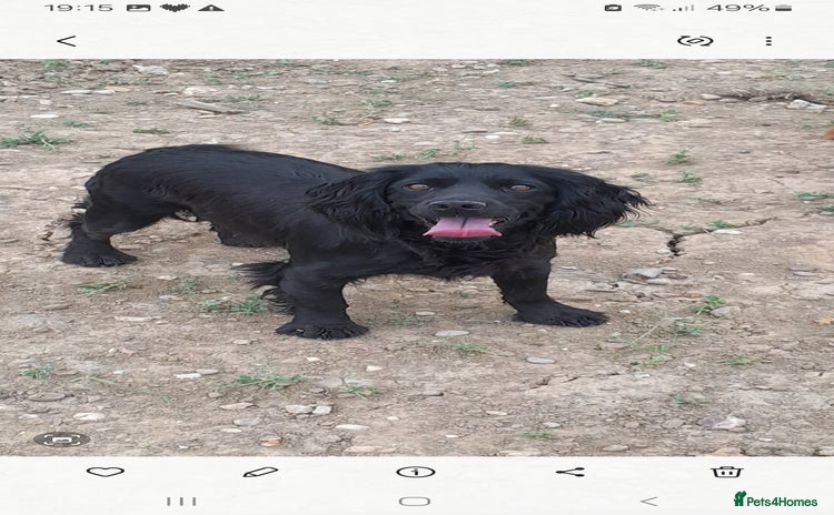 Cocker Spaniel dogs - Advert 4