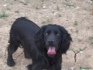 Cocker Spaniel dogs - Advert 22