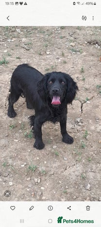 Cocker Spaniel dogs - Advert 14