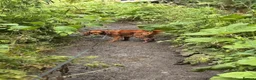 Cavalier King Charles Spaniel dogs for sale: Beautiful Ruby cavalier girl - Advert 10
