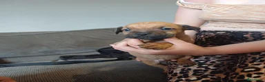 Mixed Breed 4