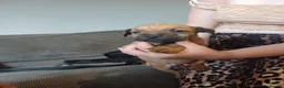 Mixed Breed dogs for sale: Puppies  - Advert 9