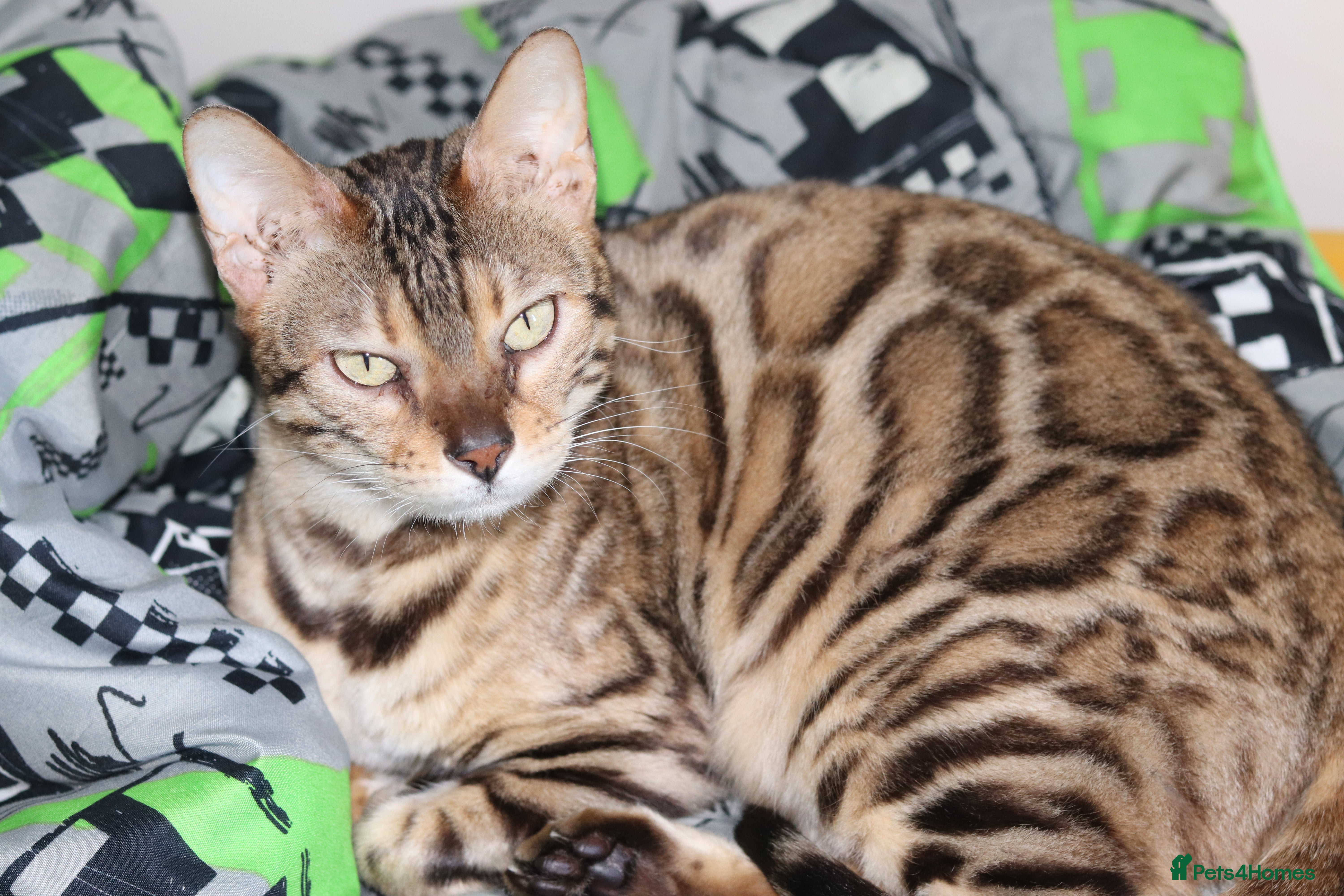 Bengal cats PREMIUM Imported Seal Sepia Bengal Proven Active - Advert 2