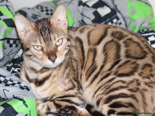 Bengal cats PREMIUM Imported Seal Sepia Bengal Proven Active - Advert 3