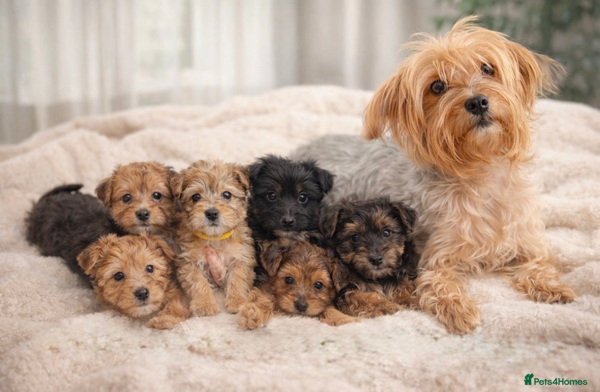 Yorkshire Terrier dogs Rare Yorkshire terrier pups ready now - Advert 1