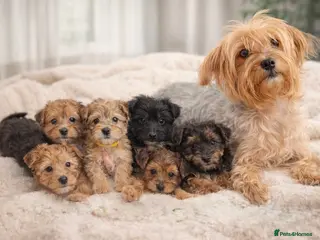 Yorkshire Terrier dogs £550 LAST girl ready for her forever home - Advert 16