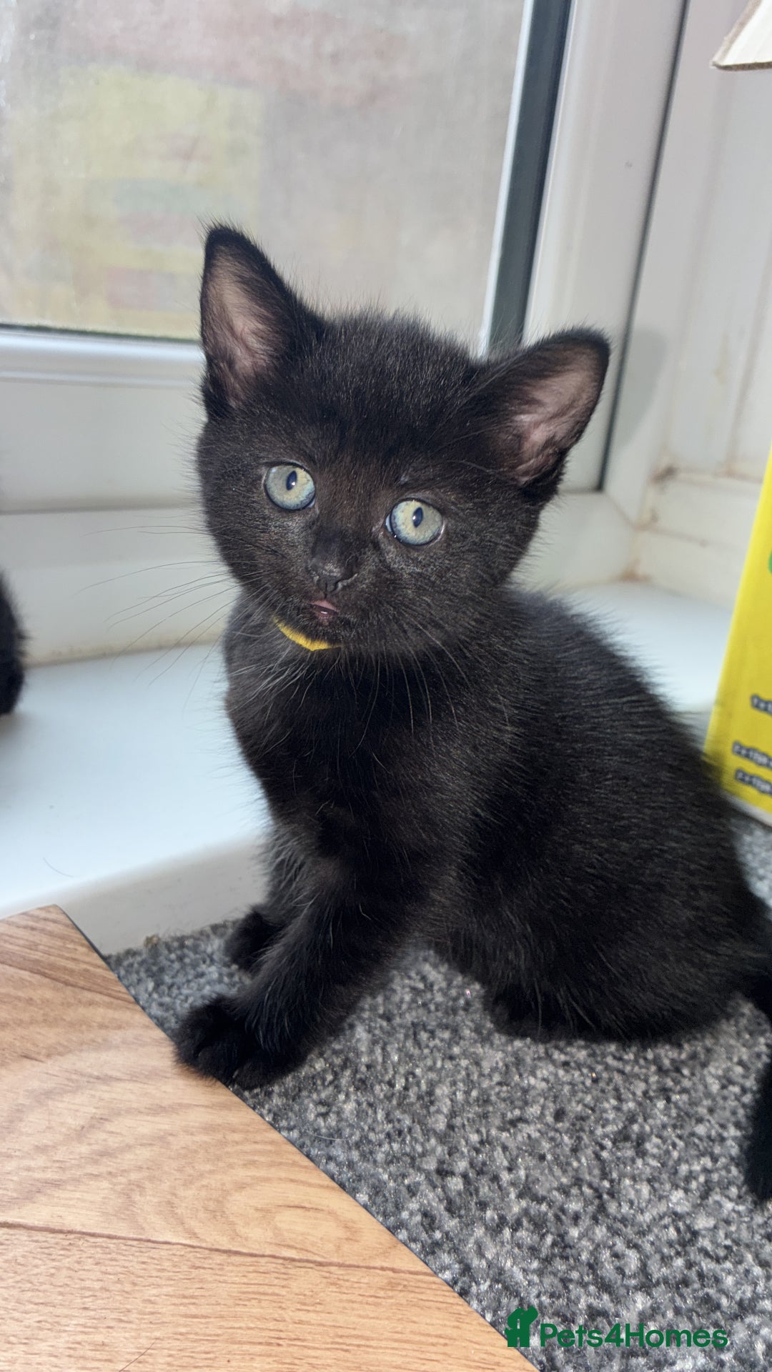 Mixed Breed cats for sale: Black kittens - Image 7