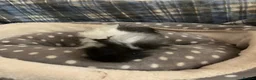 Guinea Pig rodents for sale: Lots of lovely baby boy guinea pigs - Advert 22