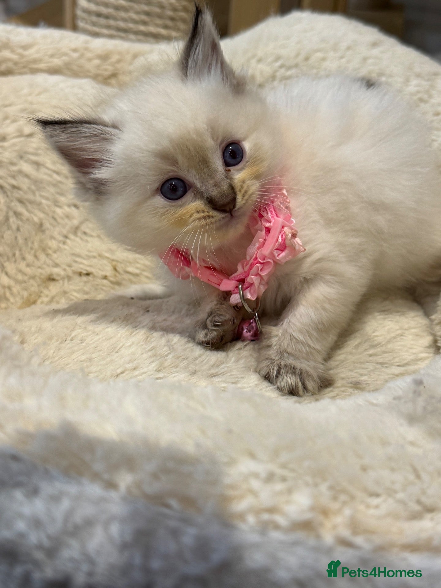 Ragdoll cats Stunning Fluffy Pure Pedigree Ragdoll Kittens - Advert 2