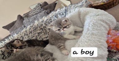 Exotic cats - Advert 5
