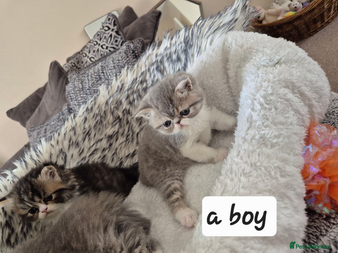 Exotic cats for sale: Exotic longhair and short hair kittens  - Image 4