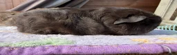 Guinea Pig rodents for sale: Full bred Swiss boar  - Advert 3