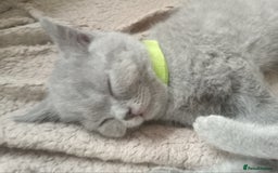 British Shorthair cats for sale: BRITISH SHORT HAIR KITTENS  in Gloucester - Image 10