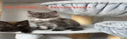 Maine Coon cats for sale: Stunning Pedigree Maine Coon Kittens for Sale - Advert 4