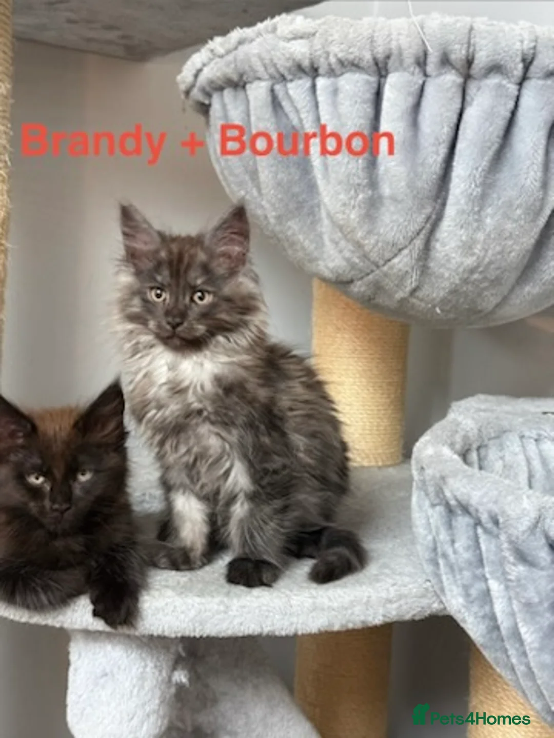 Maine Coon cats for sale: Stunning Pedigree Maine Coon Kittens for Sale - Advert 4