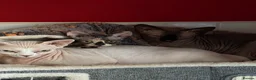 Sphynx cats for sale: Sfinx in Bedford - Advert 4