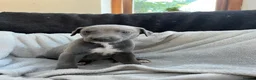 Whippet dogs for sale: ✨1 BOY LEFT!!✨£1,000 - Advert 15