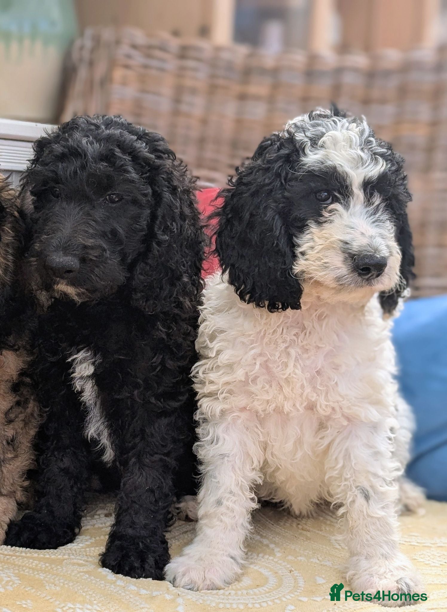 Cockapoo dogs F1 Standard Cockapoo Puppies  - Advert 1
