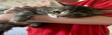 Mixed Breed Kitten 7