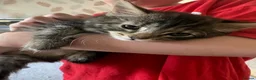 Mixed Breed cats for sale: Kittens ready for their new homes - Advert 14