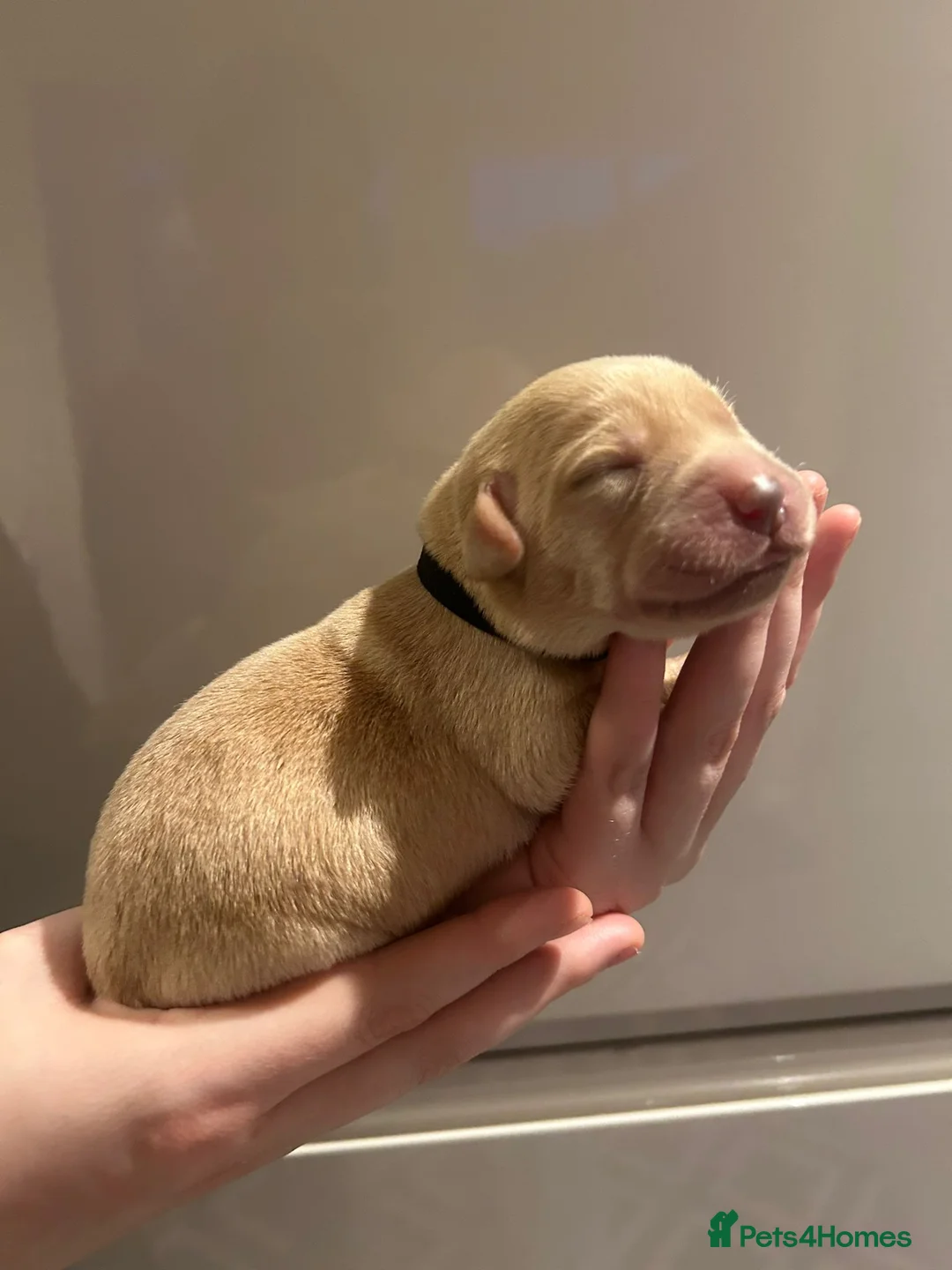 Labrador Retriever dogs for sale: 9 pups Only 4 left, All beautiful boys born 19/01 - Advert 5