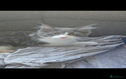 Maine Coon cats for sale: Maincoon crossed ragdoll kittens - Image 5