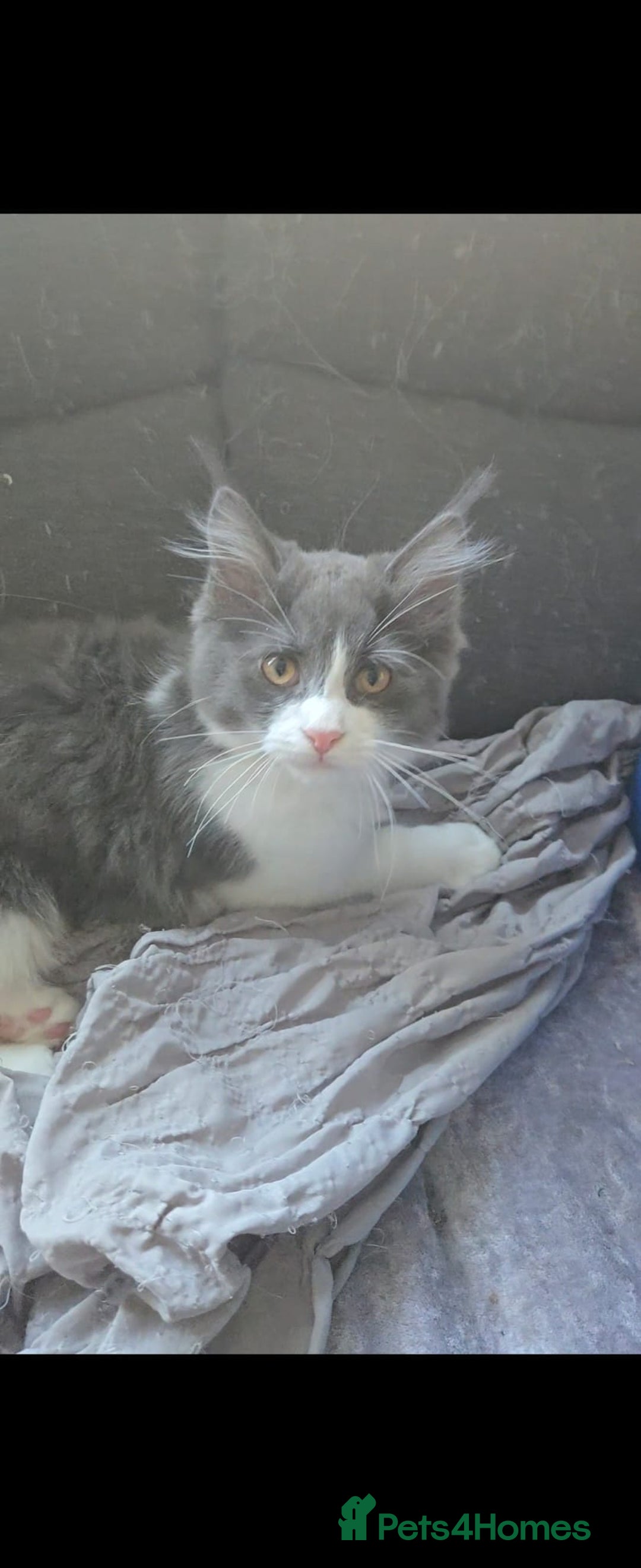 Maine Coon cats for sale: Maincoon crossed ragdoll kittens - Image 5