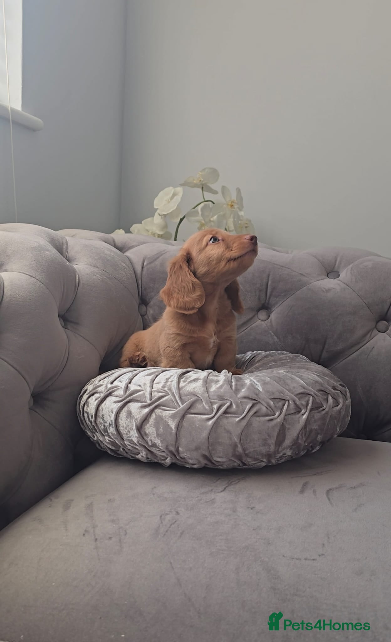 Miniature Dachshund dogs TINY LONG HAIR CREAM KC PAPERWOK IN HAND - Advert 4