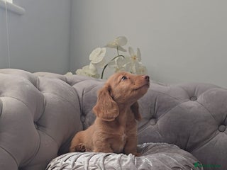 Miniature Dachshund dogs TINY LONG HAIR CREAM KC PAPERWOK IN HAND - Advert 16