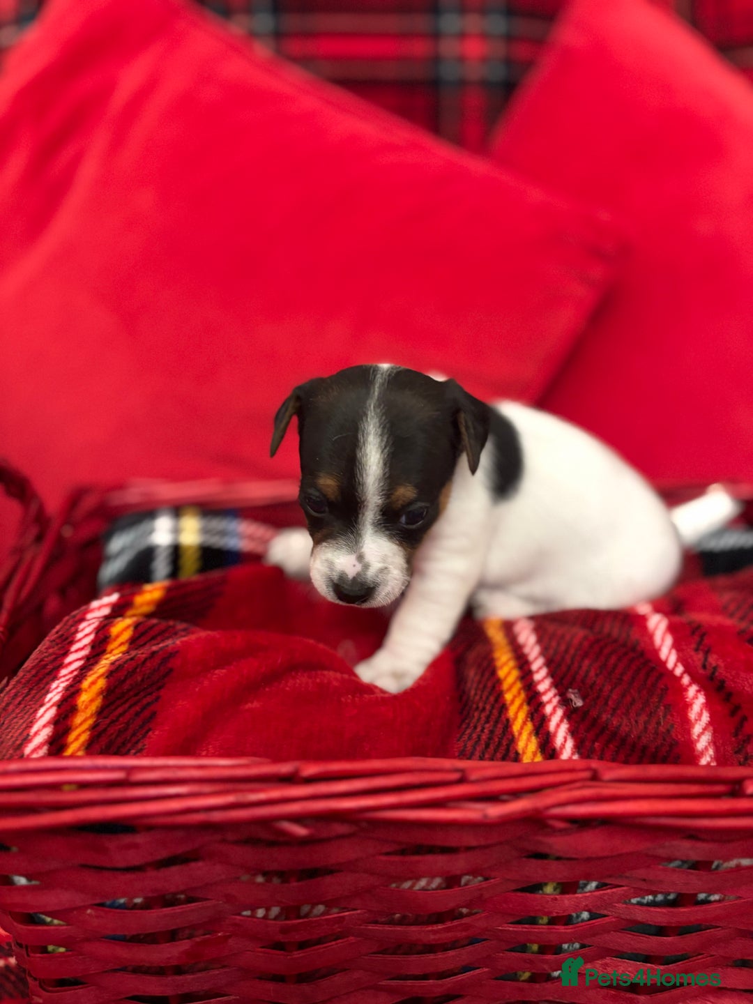 Jack Russell dogs for sale: Miniature Jack russel  - Advert 5