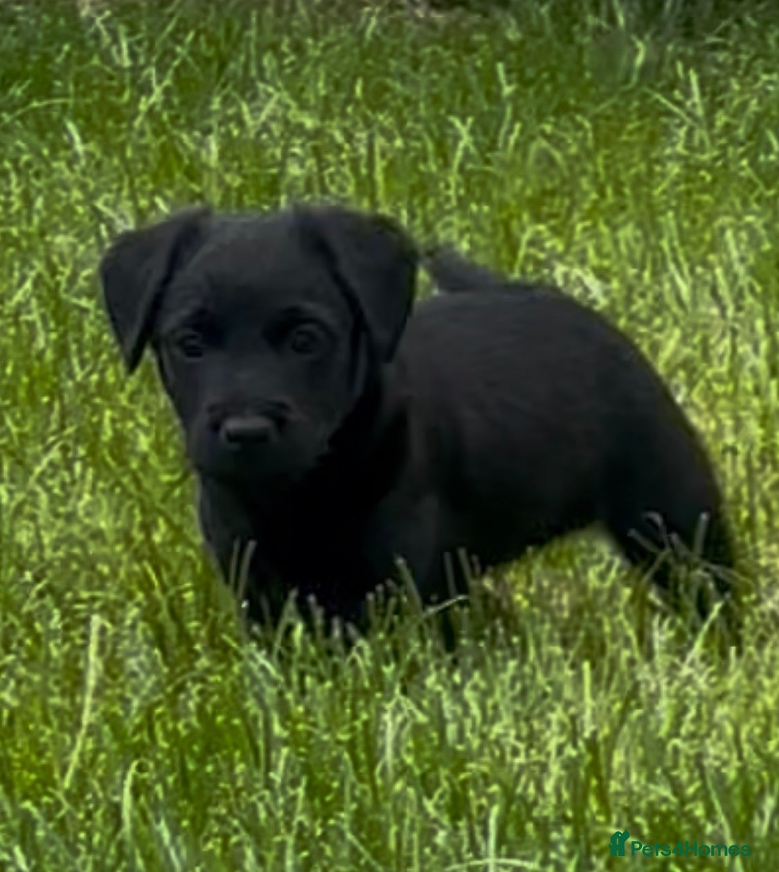 Patterjack dogs Patterjack puppies 1 girl 1 boy  - Advert 6