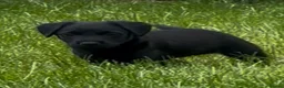 Patterjack dogs for sale: Patterjack puppies 1 girl 1 boy  - Advert 1