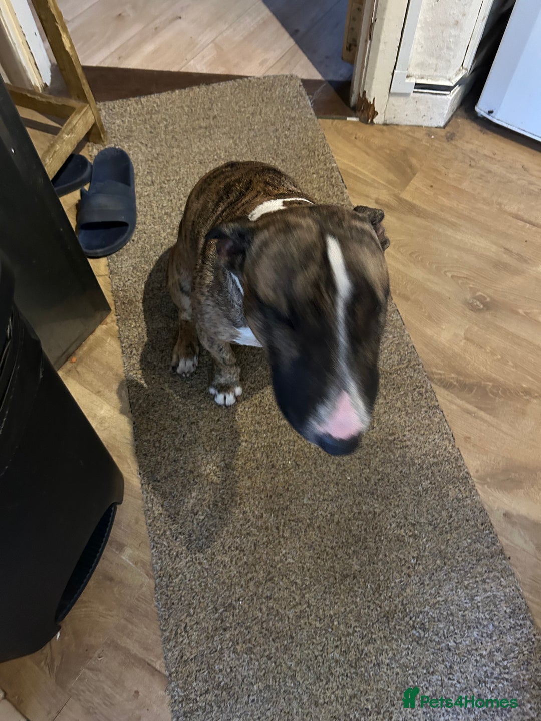 English Bull Terrier dogs for sale: ENGLISH BULL TERRIER LITTER PUPS - Image 3