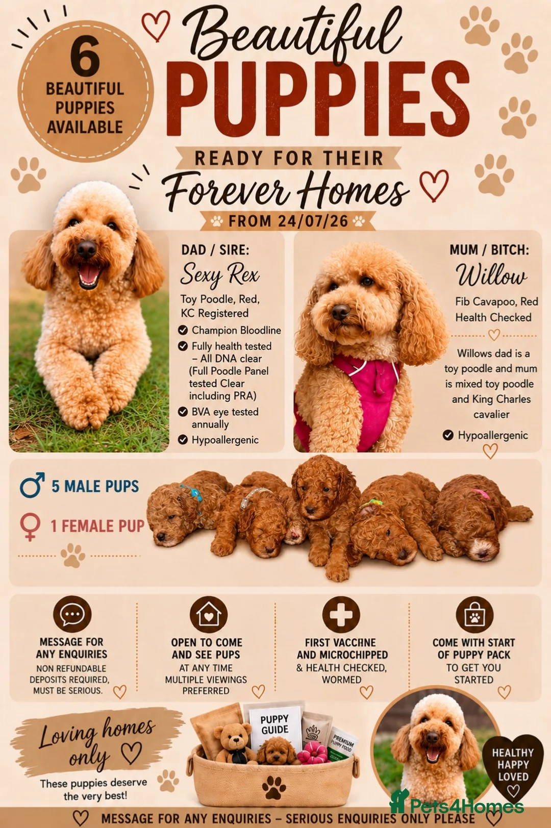 Cavapoo dogs for sale: BEAUTIFUL CAVAPOO PUPPIES 🐾 - Advert 2