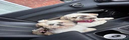 Shih Tzu dogs for sale: 1 year old Shih Tzu in Ashton-under-Lyne - Advert 7