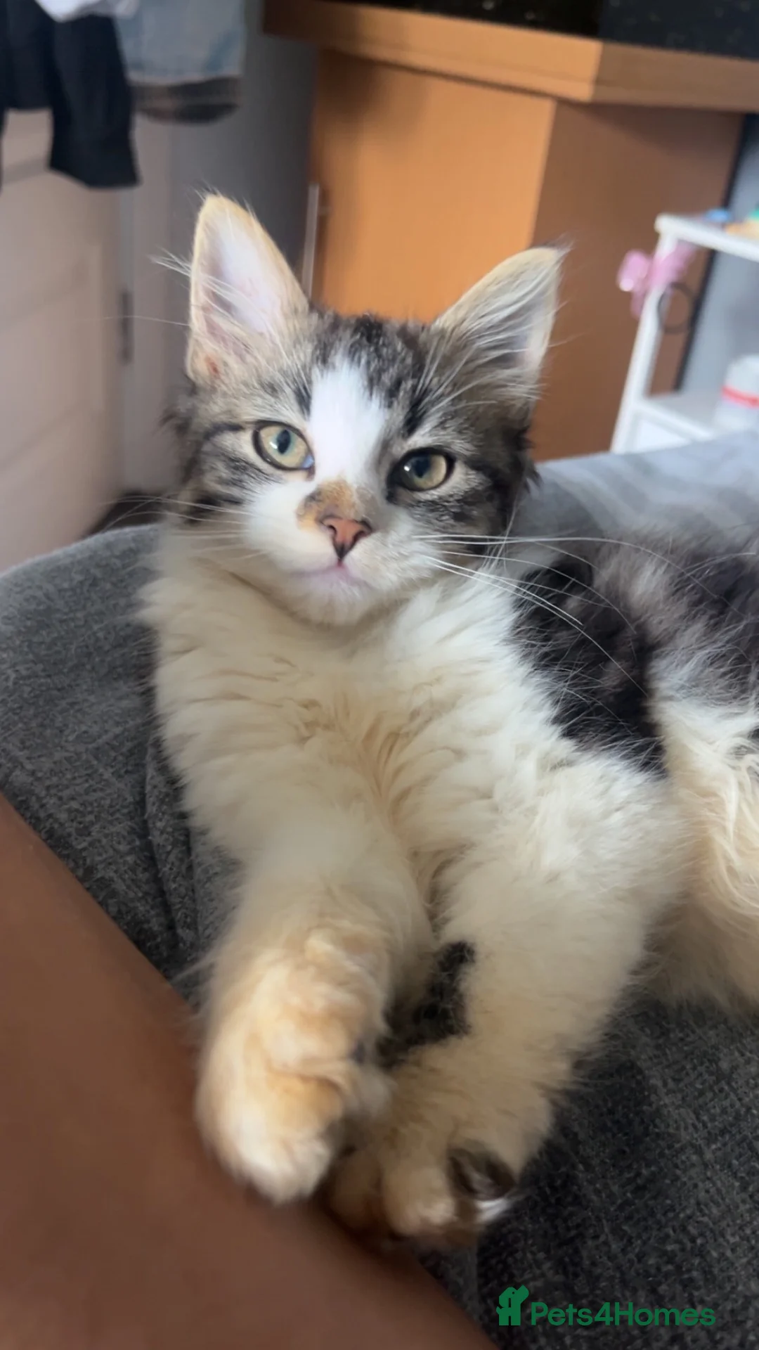 British Longhair cats for sale: 4 month old kitten to  **   in Keighley - Advert 2