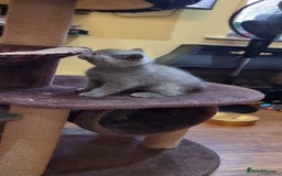 British Shorthair cats for sale: Britsh shorthair Pure blue boys  - Image 4
