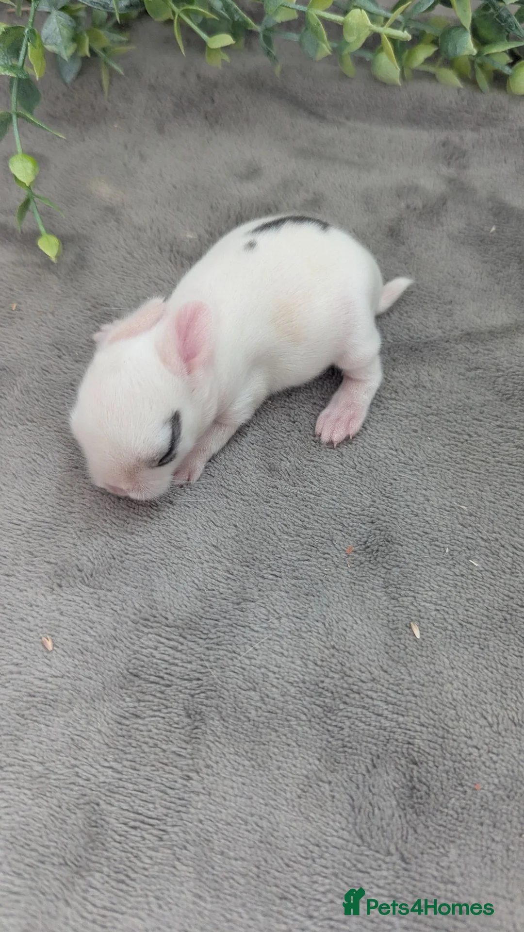 Mini Lop rabbits for sale: Mini lops to reserve - Advert 8