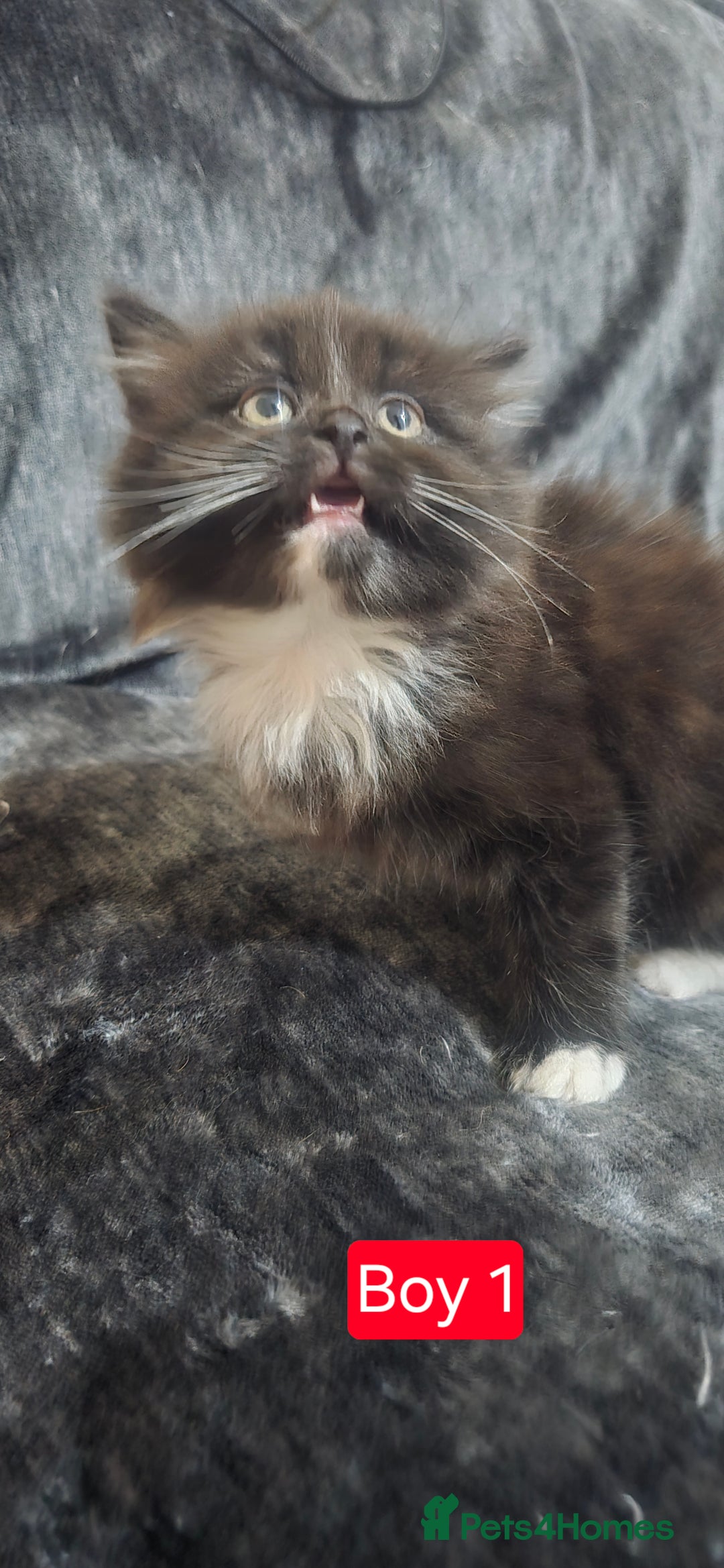 Mixed Breed cats for sale: Lovely Persian mixed kittens for sale - Advert 20