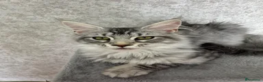 Maine Coon Kitten 4