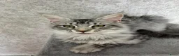 Maine Coon cats for sale: Stunning Purebred TICA Reg Maine Coon Kittens in London - Advert 2
