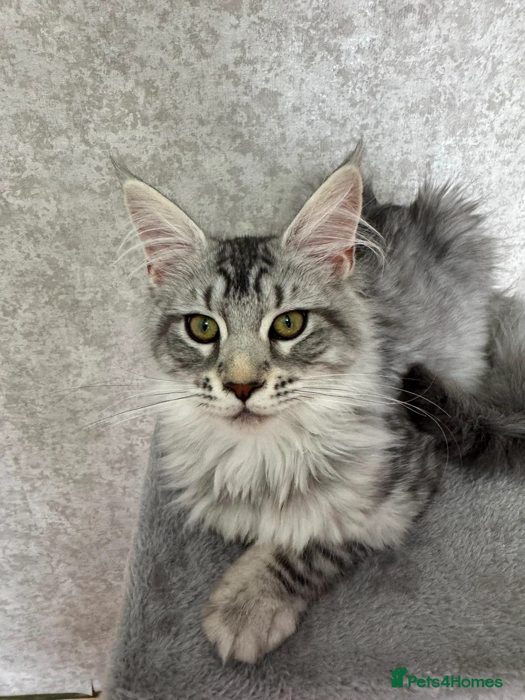 Maine Coon cats for sale: Stunning Purebred TICA Reg Maine Coon Kittens in London - Advert 2