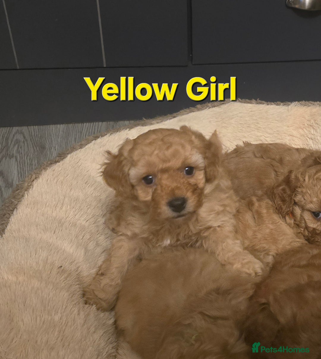 Maltipoo dogs for sale: 🐶4 gorgeous maltipoo pups for sale ready monday🐶 - Advert 6