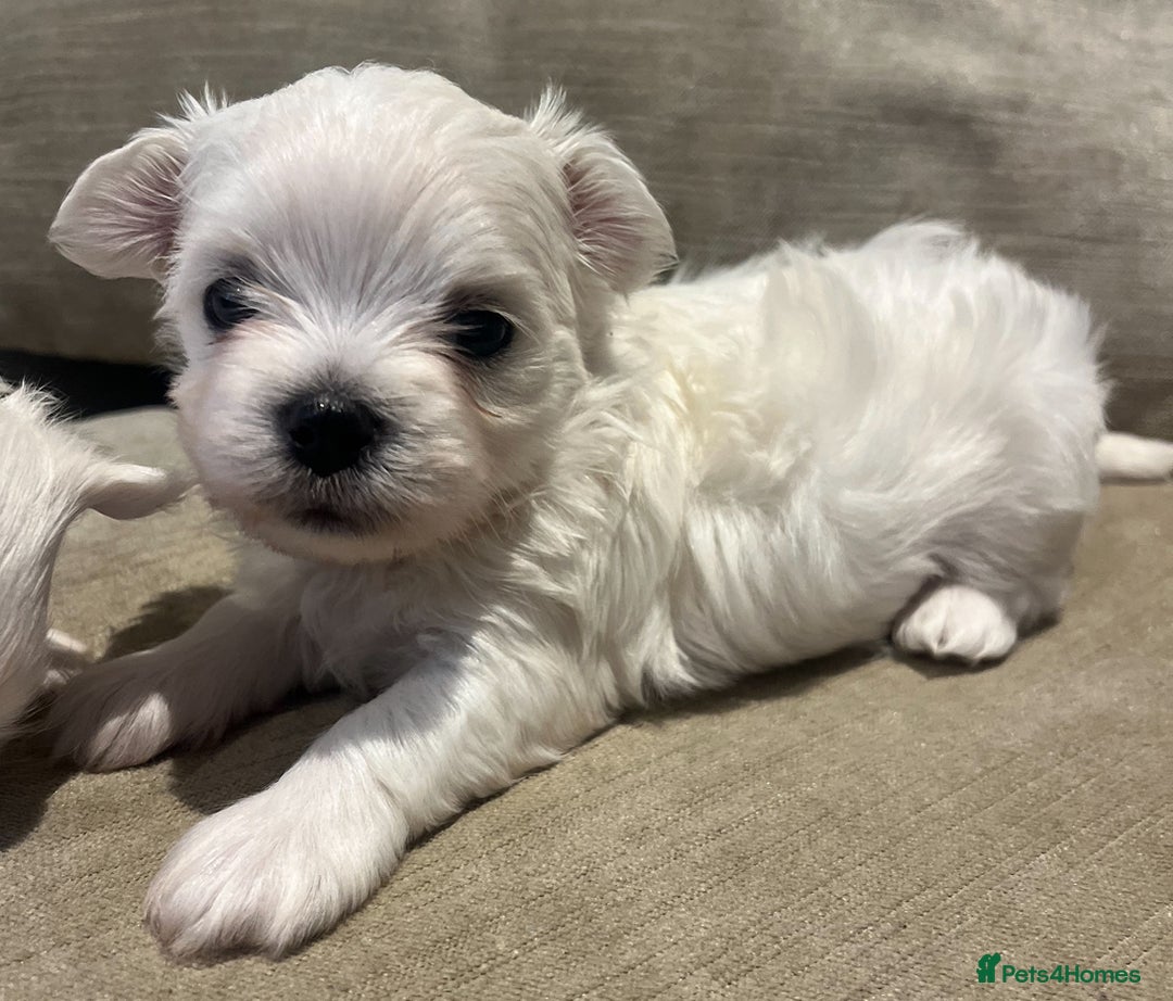 Maltese dogs for sale: Tiny Korean Maltese Boys - Advert 12