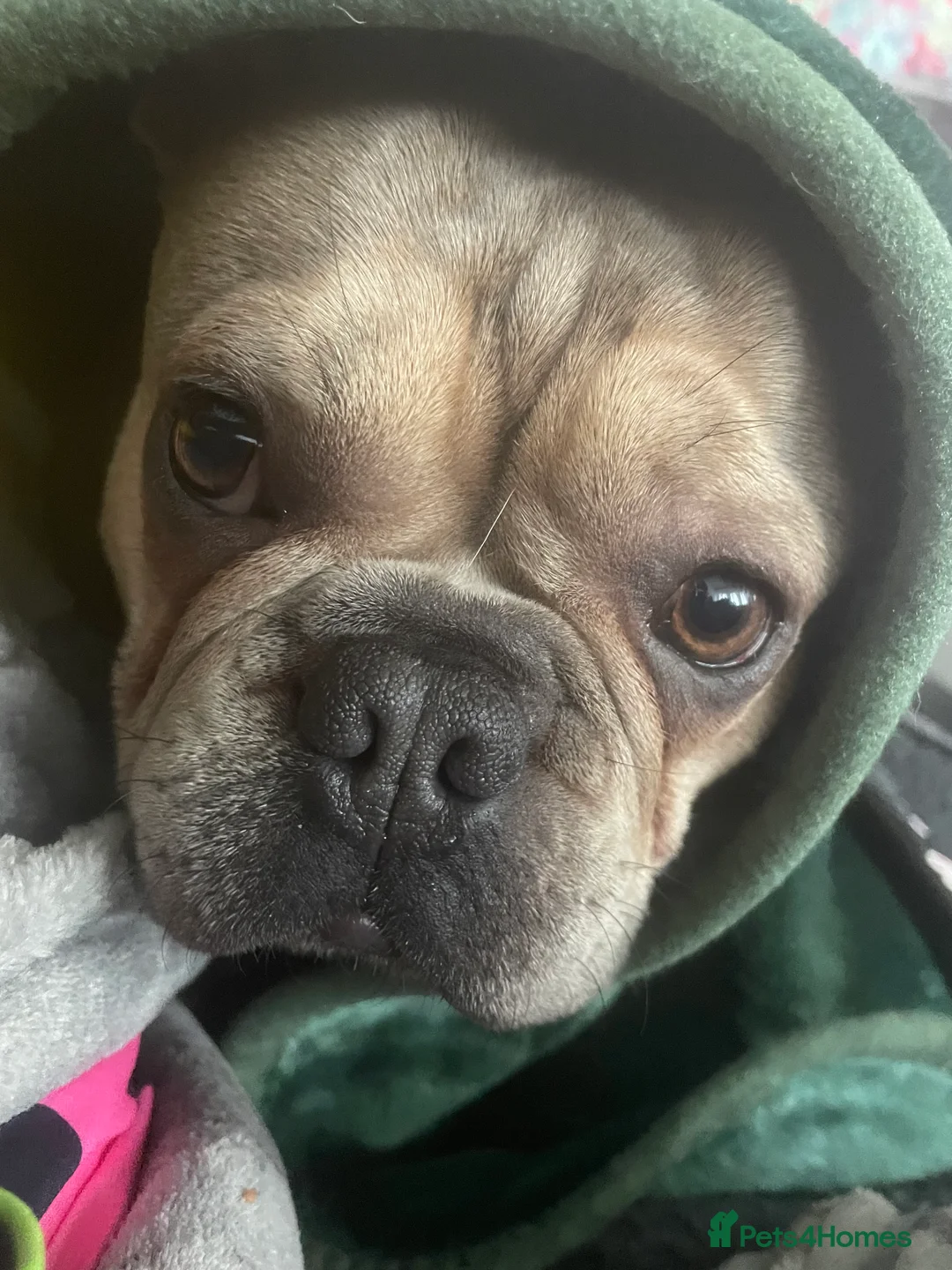 French Bulldog dogs for stud: Proven KC registered Frenchie for stud - Advert 7