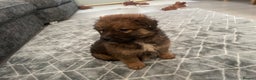 Mixed Breed dogs for sale: *only 1 male left* Malkita puppies 4 boys - Advert 34